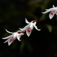 Dendrobium panduratum Lindl.